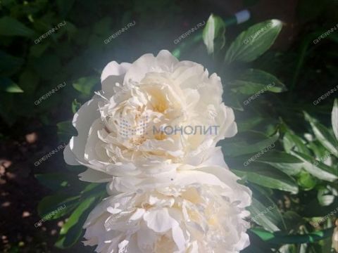 dacha-derevnya-kremenki-dalnekonstantinovskiy-rayon фото