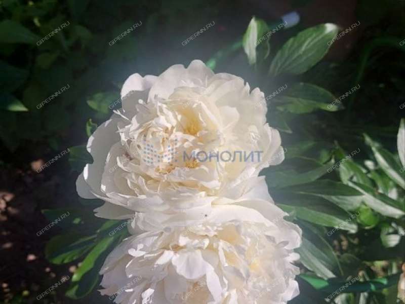 дача на СНТ Березка-2 деревня Кременки