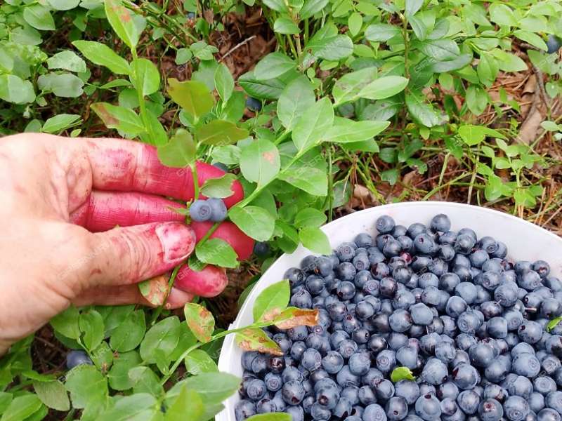 дом на  Первомайский