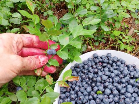 dom-pervomayskiy-balahninskiy-municipalnyy-okrug фото