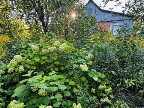 dacha фото