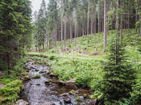 derevnya-staroe-shherbinino-pavlovskiy-municipalnyy-okrug фото
