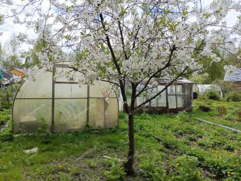dacha-gorod-bor-gorodskoy-okrug-bor фото