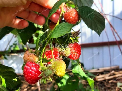 dom-derevnya-cheremisskoe-kstovskiy-rayon фото