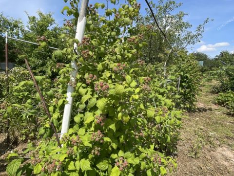 dacha-druzhba-86-snt-kstovskiy-rayon фото