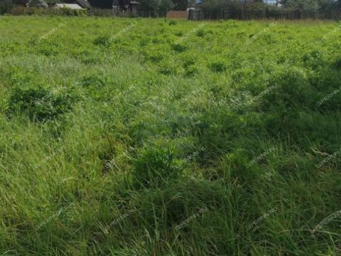 derevnya-tkalino-gorodeckiy-rayon фото