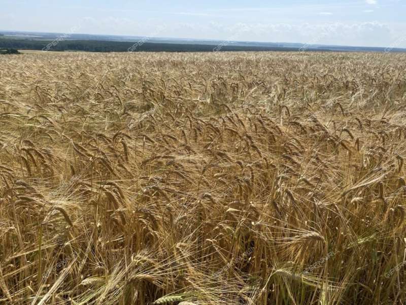 земельный участок 16 соток Зеленая улица село Румянцево