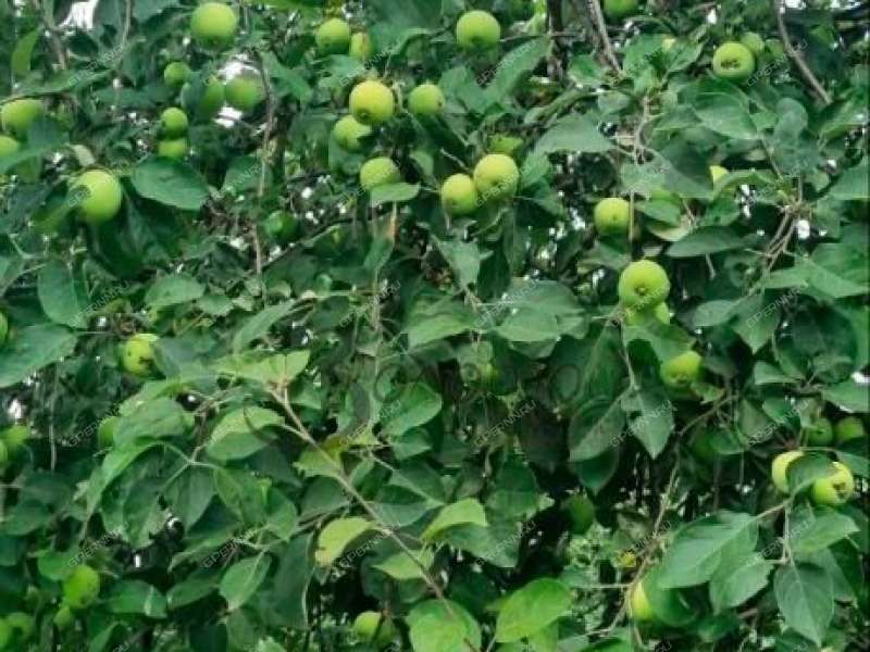 земельный участок 12 соток село Пурех