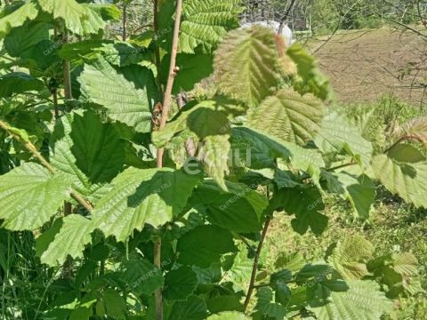 dacha-rabochiy-poselok-pervomayskiy-gorodeckiy-rayon фото
