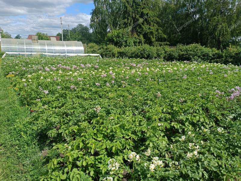 дом на улице Мира село Ягубовка