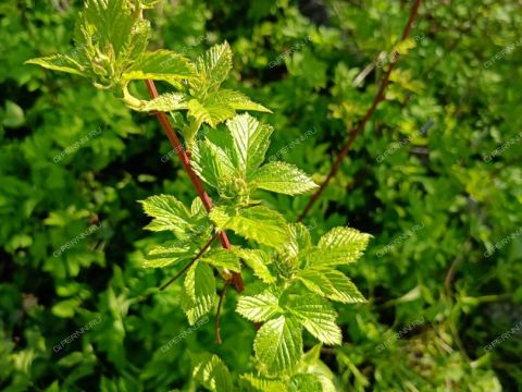 dacha-gorod-dzerzhinsk-gorodskoy-okrug-dzerzhinsk фото
